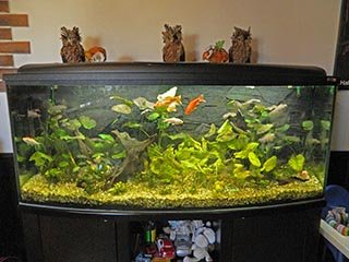 akvarium_320.jpg, 47kB